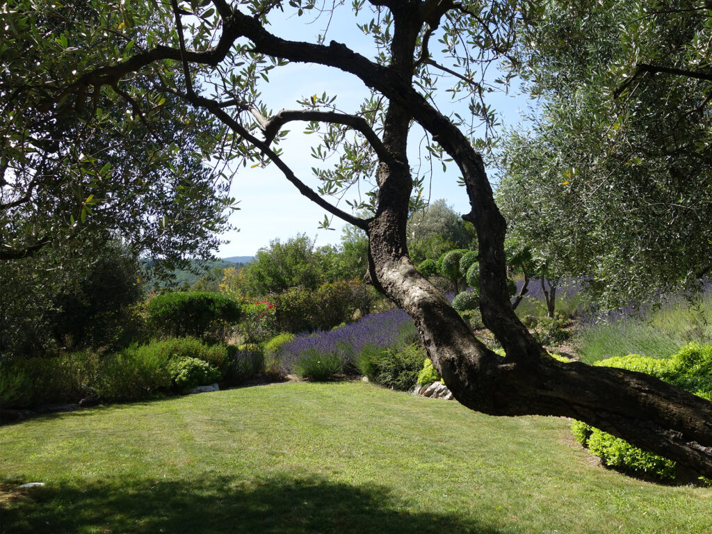 aménagement jardin provencal