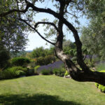 aménagement jardin provencal