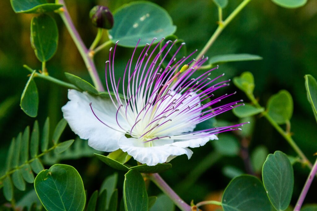 Fleur du câprier ou Capparis spinosa