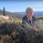 teucrium fruticans entretien