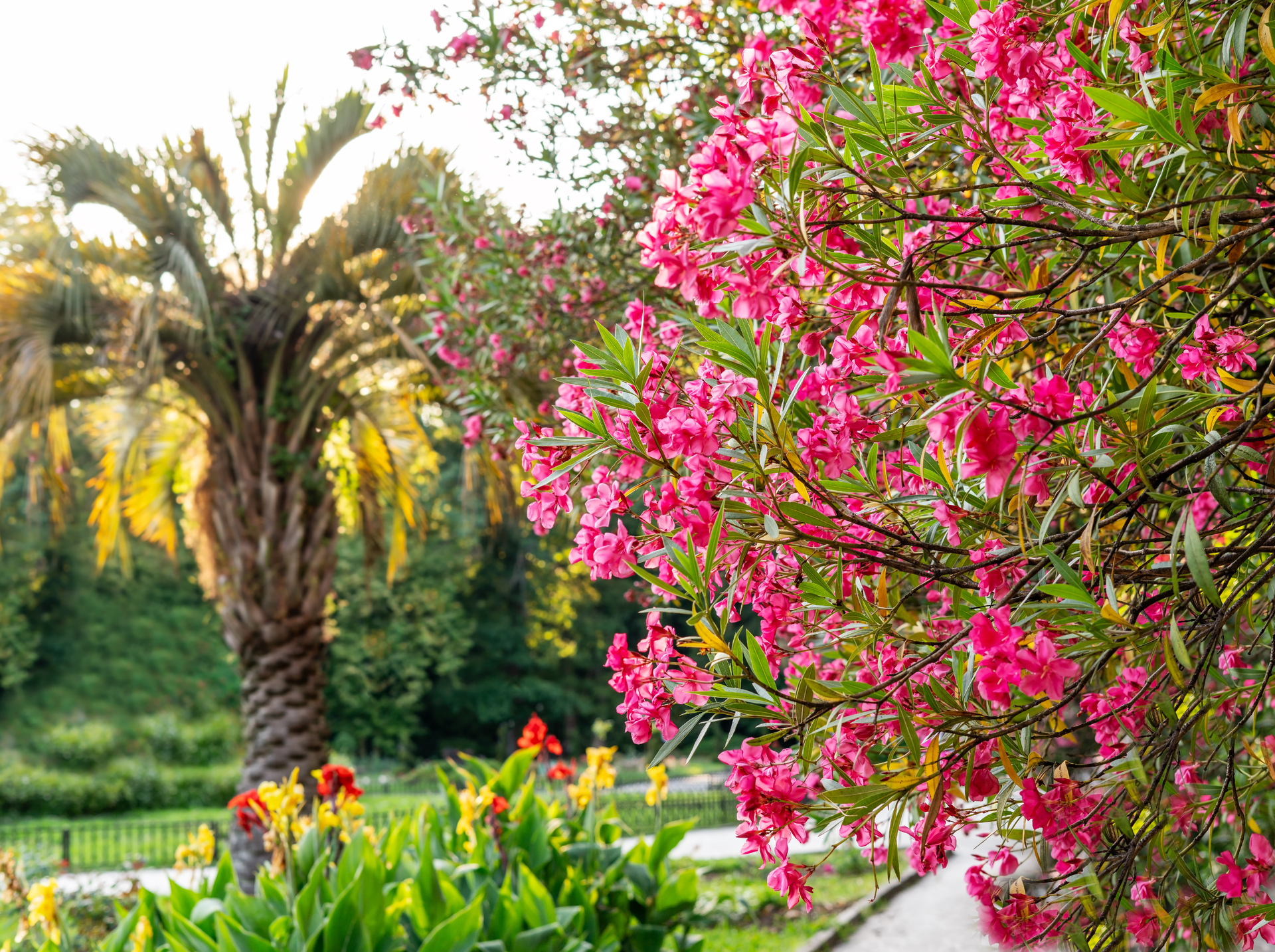 couleurs dans le jardin