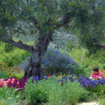 Jardin méditerranéen à Grasse