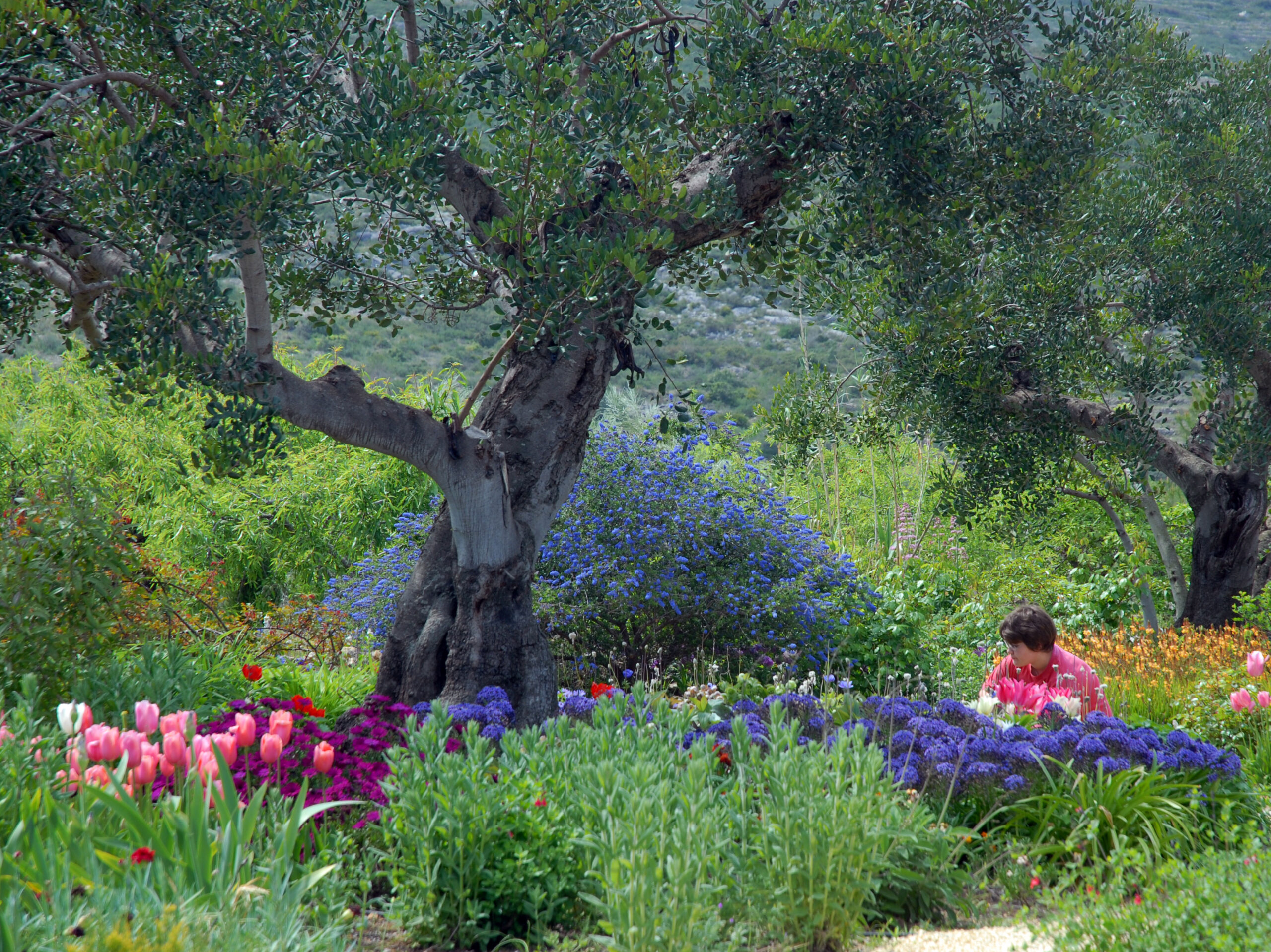 Jardin méditerranéen à Grasse
