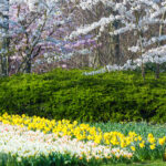 idées aménagement jardin printemps