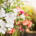 préparer son jardin pour le printemps