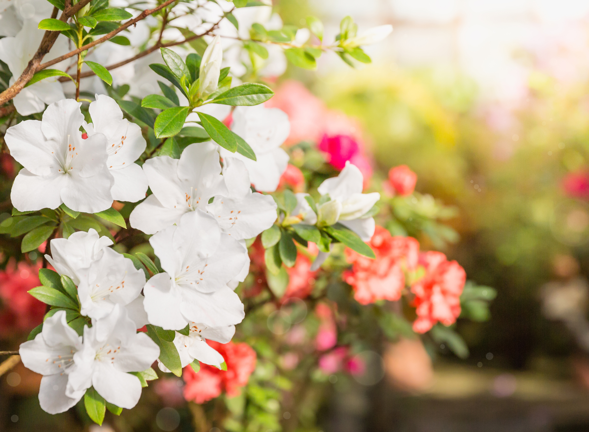 préparer son jardin pour le printemps